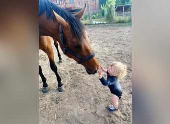 Caballo de deporte alemán, Yegua, 5 años, 169 cm, Castaño