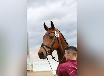 Caballo de deporte alemán, Yegua, 5 años, 169 cm, Castaño