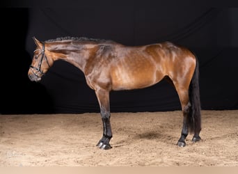 Caballo de deporte alemán, Yegua, 5 años, 169 cm, Castaño