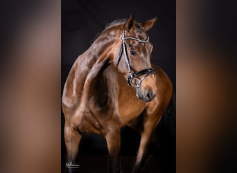 Caballo de deporte alemán, Yegua, 5 años, 169 cm, Castaño