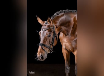 Caballo de deporte alemán, Yegua, 5 años, 169 cm, Castaño