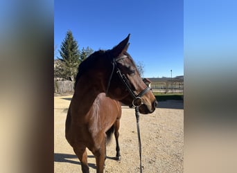 Caballo de deporte alemán, Yegua, 5 años, 169 cm, Castaño oscuro