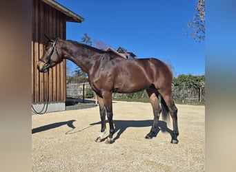 Caballo de deporte alemán, Yegua, 5 años, 169 cm, Castaño oscuro