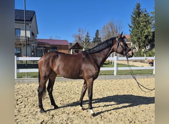 Caballo de deporte alemán, Yegua, 5 años, 169 cm, Castaño oscuro