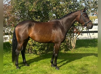 Caballo de deporte alemán, Yegua, 5 años, 169 cm, Castaño oscuro