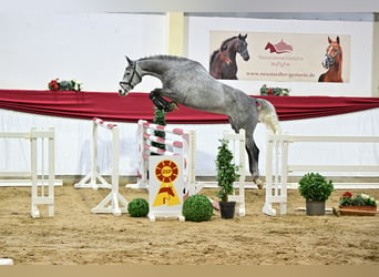 Caballo de deporte alemán, Yegua, 5 años, 169 cm, Tordo