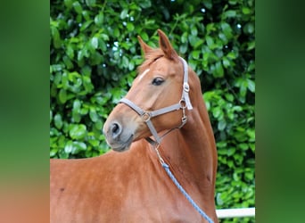 Caballo de deporte alemán, Yegua, 5 años, 170 cm, Alazán