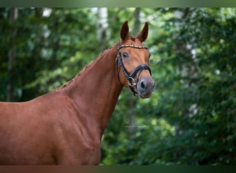 Caballo de deporte alemán, Yegua, 5 años, 170 cm, Alazán
