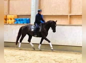 Caballo de deporte alemán, Yegua, 5 años, 170 cm, Alazán-tostado