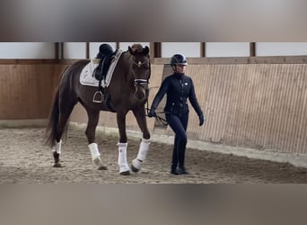 Caballo de deporte alemán, Yegua, 5 años, 170 cm, Alazán-tostado