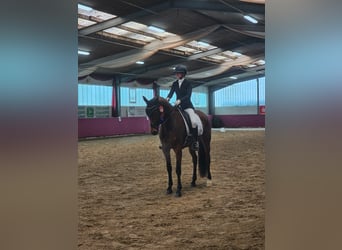 Caballo de deporte alemán, Yegua, 5 años, 170 cm, Castaño
