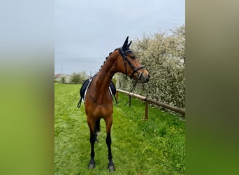 Caballo de deporte alemán, Yegua, 5 años, 170 cm, Castaño