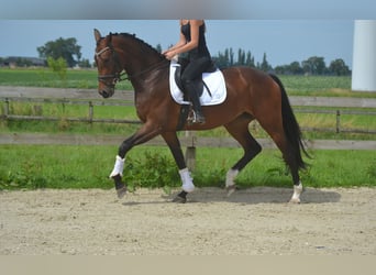 Caballo de deporte alemán, Yegua, 5 años, 170 cm, Castaño