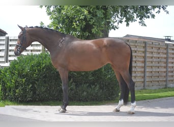 Caballo de deporte alemán, Yegua, 5 años, 170 cm, Castaño