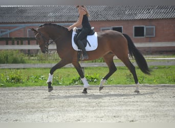 Caballo de deporte alemán, Yegua, 5 años, 170 cm, Castaño