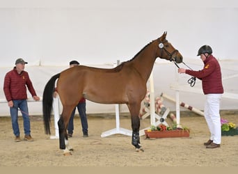 Caballo de deporte alemán, Yegua, 5 años, 170 cm, Castaño