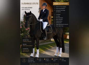 Caballo de deporte alemán, Yegua, 5 años, 170 cm, Morcillo