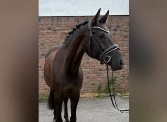 Caballo de deporte alemán, Yegua, 5 años, 170 cm, Negro