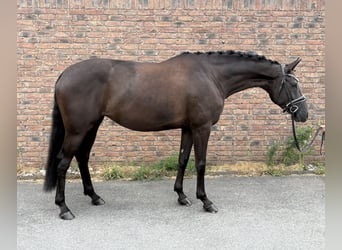 Caballo de deporte alemán, Yegua, 5 años, 170 cm, Negro