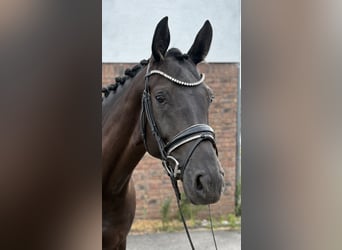 Caballo de deporte alemán, Yegua, 5 años, 170 cm, Negro