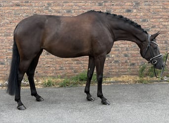 Caballo de deporte alemán, Yegua, 5 años, 170 cm, Negro