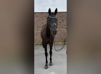 Caballo de deporte alemán, Yegua, 5 años, 170 cm, Negro