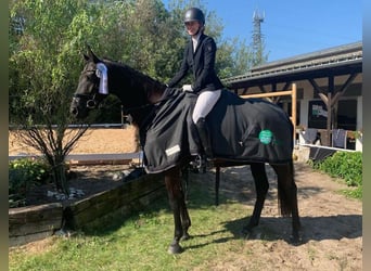 Caballo de deporte alemán, Yegua, 5 años, 170 cm, Negro