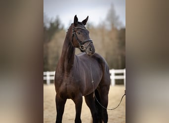 Caballo de deporte alemán, Yegua, 5 años, 170 cm, Negro