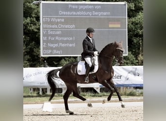 Caballo de deporte alemán, Yegua, 5 años, 170 cm, Negro
