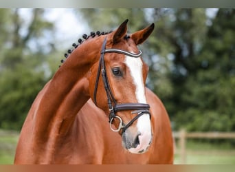 Caballo de deporte alemán, Yegua, 5 años, 171 cm, Castaño