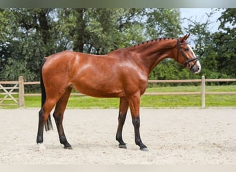 Caballo de deporte alemán, Yegua, 5 años, 171 cm, Castaño