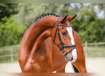 Caballo de deporte alemán, Yegua, 5 años, 171 cm, Castaño