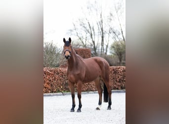 Caballo de deporte alemán, Yegua, 5 años, 171 cm, Castaño