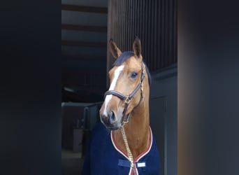 Caballo de deporte alemán, Yegua, 5 años, 171 cm, Castaño claro