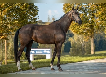 Caballo de deporte alemán, Yegua, 5 años, 171 cm, Negro
