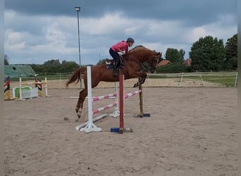 Caballo de deporte alemán, Yegua, 5 años, 172 cm, Alazán