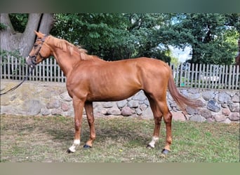 Caballo de deporte alemán, Yegua, 5 años, 172 cm, Alazán