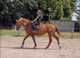 Caballo de deporte alemán, Yegua, 5 años, 172 cm, Alazán