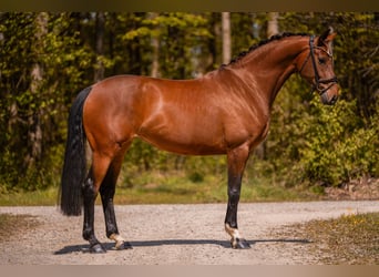 Caballo de deporte alemán, Yegua, 5 años, 172 cm, Castaño