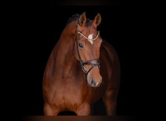 Caballo de deporte alemán, Yegua, 5 años, 172 cm, Castaño