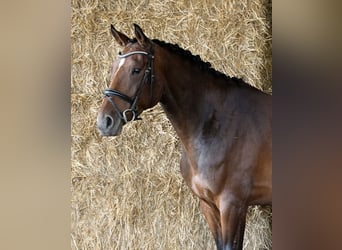 Caballo de deporte alemán, Yegua, 5 años, 172 cm, Castaño