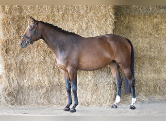 Caballo de deporte alemán, Yegua, 5 años, 172 cm, Castaño