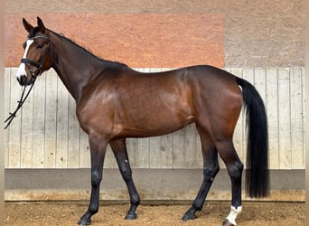Caballo de deporte alemán, Yegua, 5 años, 173 cm, Castaño oscuro