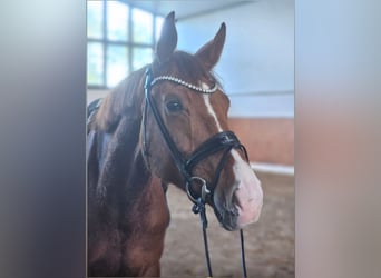Caballo de deporte alemán, Yegua, 5 años, 175 cm, Alazán