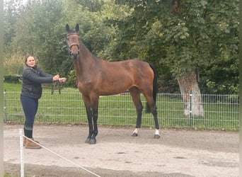 Caballo de deporte alemán, Yegua, 5 años, 175 cm, Castaño