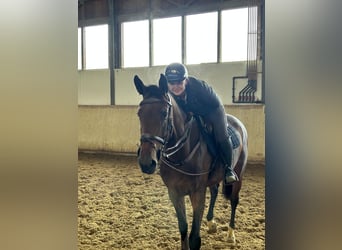 Caballo de deporte alemán, Yegua, 5 años, 175 cm, Castaño