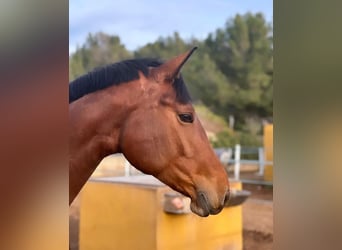 Caballo de deporte alemán, Yegua, 5 años, 175 cm, Castaño rojizo