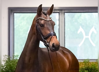 Caballo de deporte alemán, Yegua, 5 años, 176 cm, Castaño oscuro