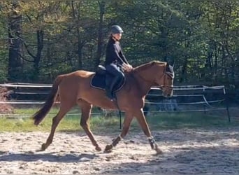 Caballo de deporte alemán, Yegua, 5 años, Alazán