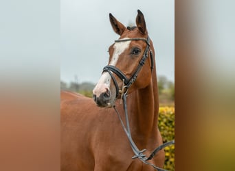 Caballo de deporte alemán, Yegua, 5 años, Castaño